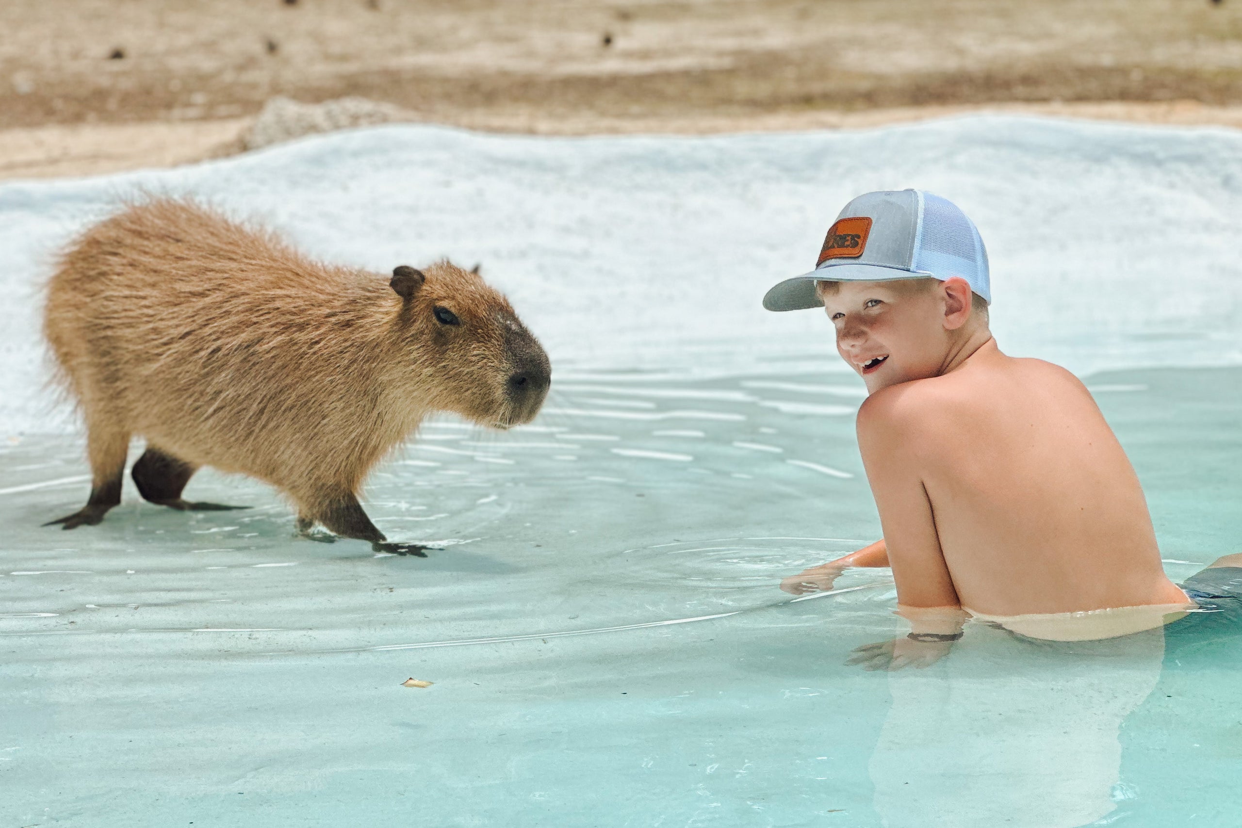 Excursion! - Otter & Capybara Swim + Hands-on Tour + Sloth Encounter ...
